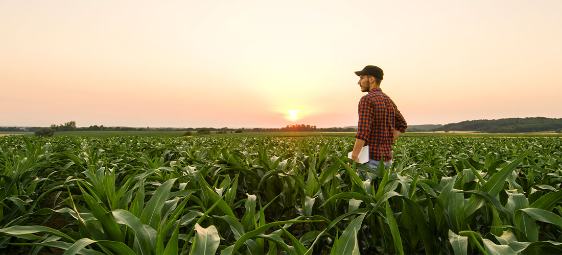 farmer men in a corn field at sunset looking at the horizon