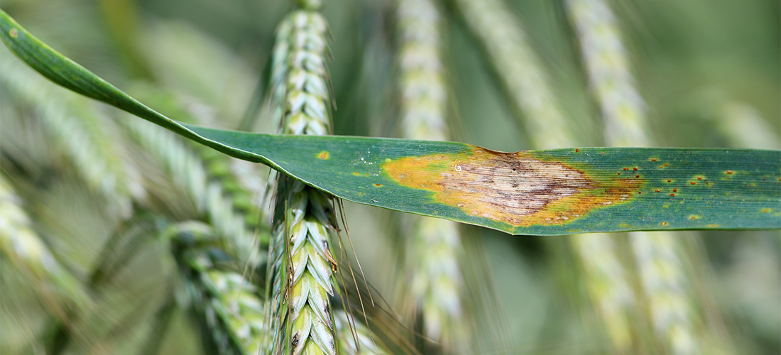 Gestão de doenças foliares no trigo: A septoria e a ferrugem Castanha.