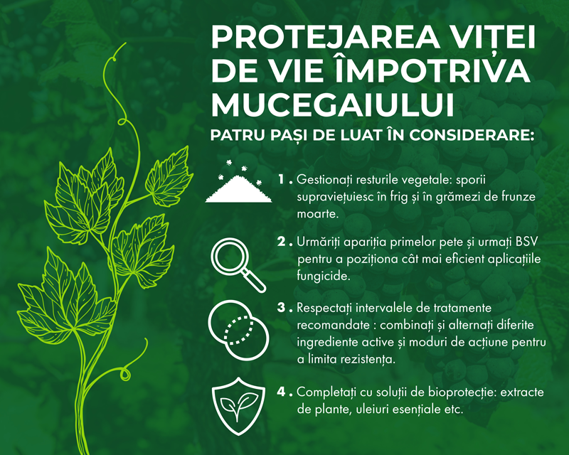 Protejarea viței de vie împotriva mucegaiului Patru pași de luat în considerare: 1 - Gestionați resturile vegetale: sporii supraviețuiesc în frig și în grămezi de frunze moarte. 2 - Urmăriți apariția primelor pete și urmați BSV pentru a poziționa cât mai eficient aplicațiile fungicide. 3 - Respectați intervalele de tratamente recomandate : combinați și alternați diferite ingrediente active și moduri de acțiune pentru a limita rezistența. 4 - Completați cu soluții de bioprotecție: extracte de plante, uleiuri esențiale etc.