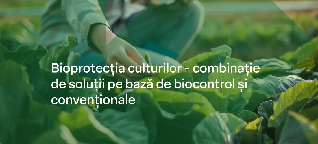 Bioprotecția culturilor - combinație de soluții pe bază de biocontrol și convenționale.