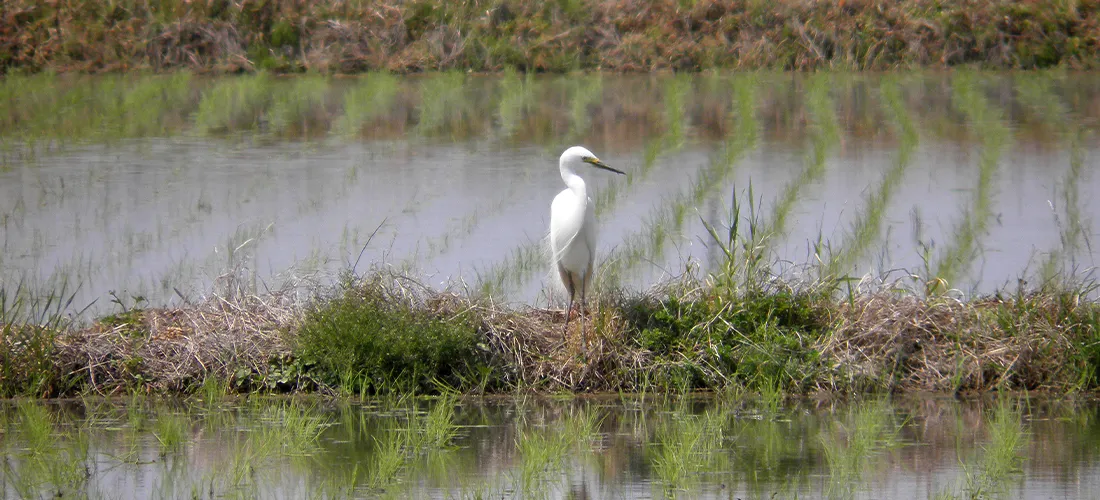 wetlands day: Egret searching for food in paddy fields