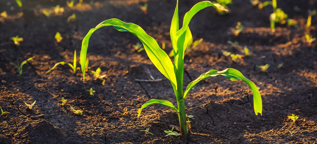 Weed control in corn crops, young maize plants rows in cultivated field.