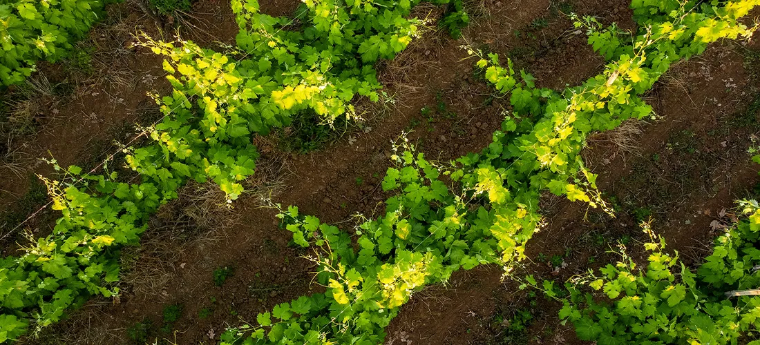 lines of vineyards from a drone in Salento italy