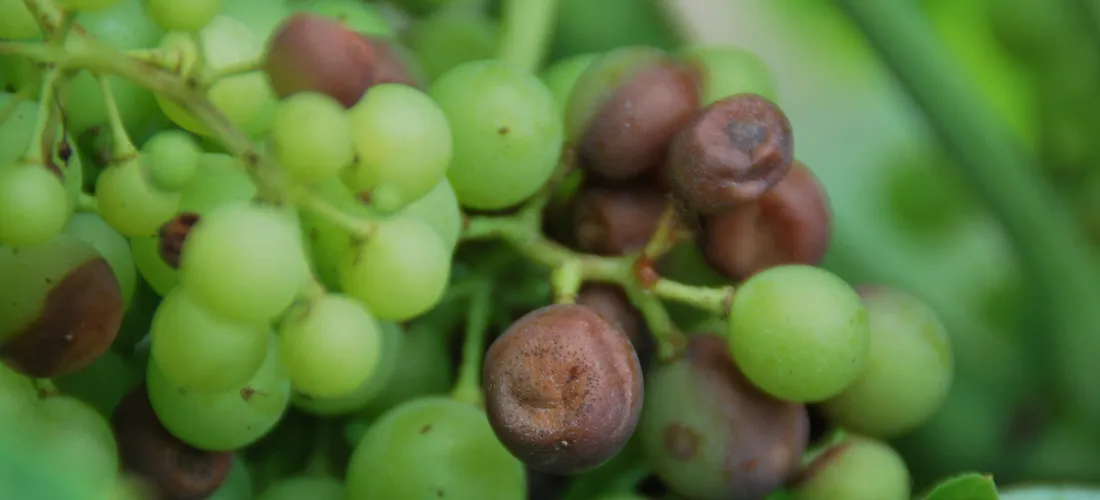 black rot grapes