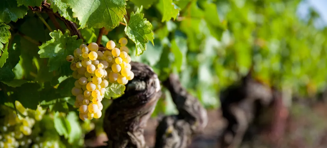 grapes 