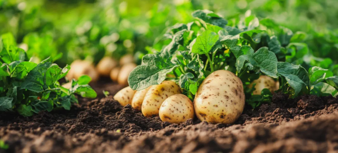 potato