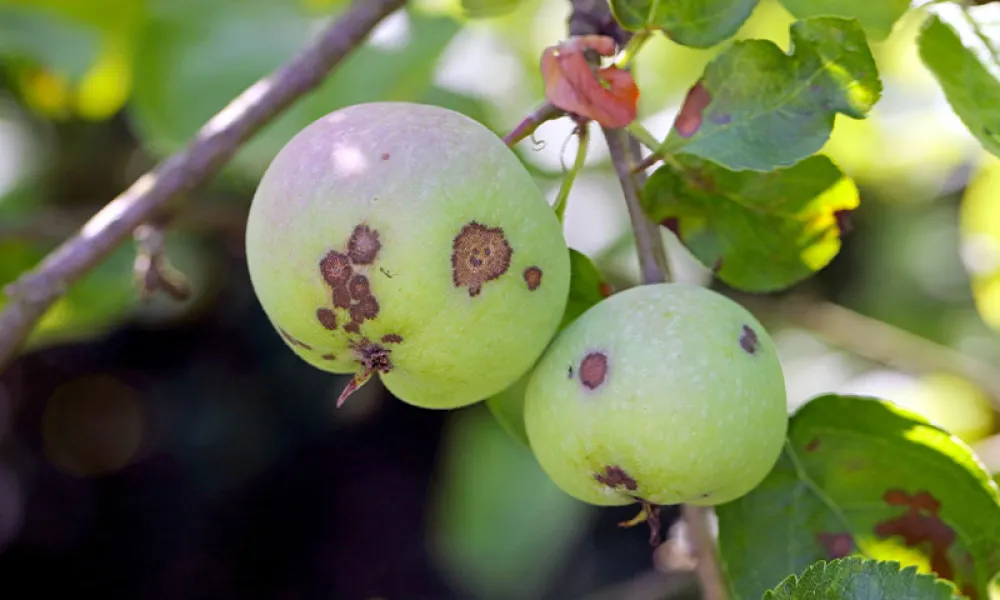 maças na árvore com sinais da doença pedrado da macieira