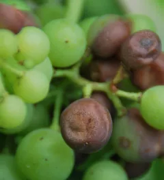 black rot grapes