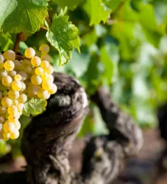grapes